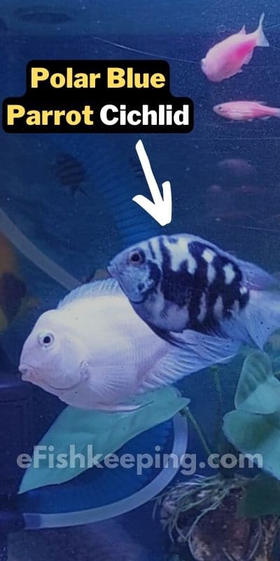 polar-blue-parrot-cichlid