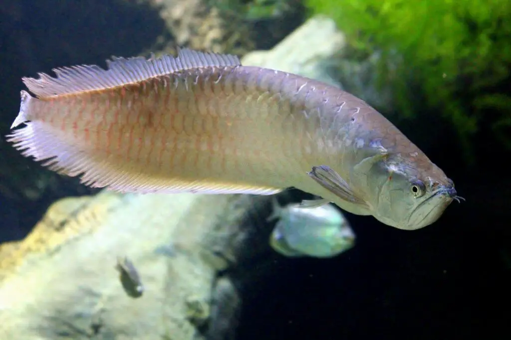 arowana-blood-parrot-cichlid-tank-mate