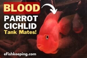 Top 10 Blood Parrot Cichlid Tank Mates (With Pictures!)