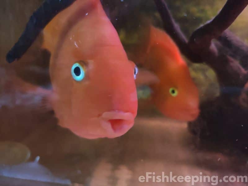 blood-parrot-cichlid-in-a-fish-tank