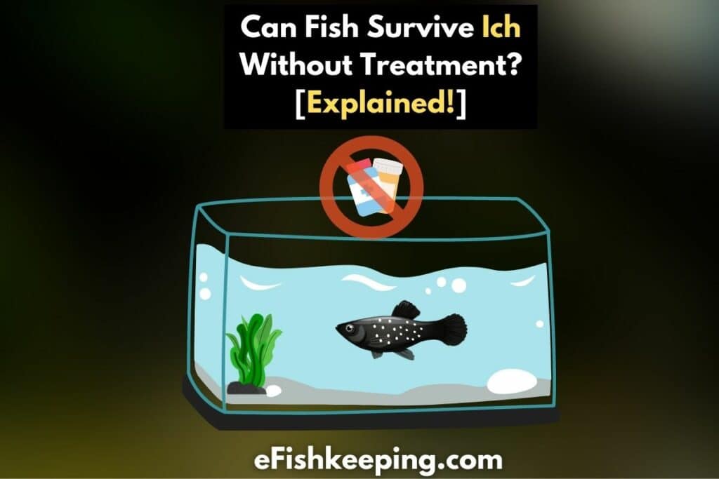 can-fish-survive-ich-without-treatment