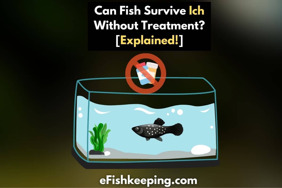 Fish Survive Ich Without Treatment? (Here’s How!) - eFishkeeping