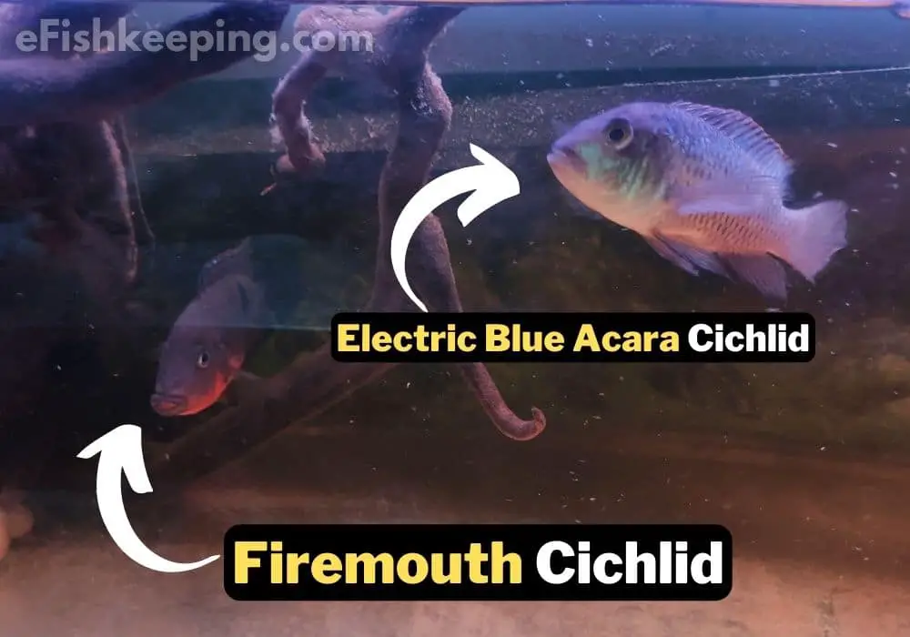 firemouth-cichlid-and-electric-blue-acara-cichlid-blood-parrot-cichlid-tank-mates
