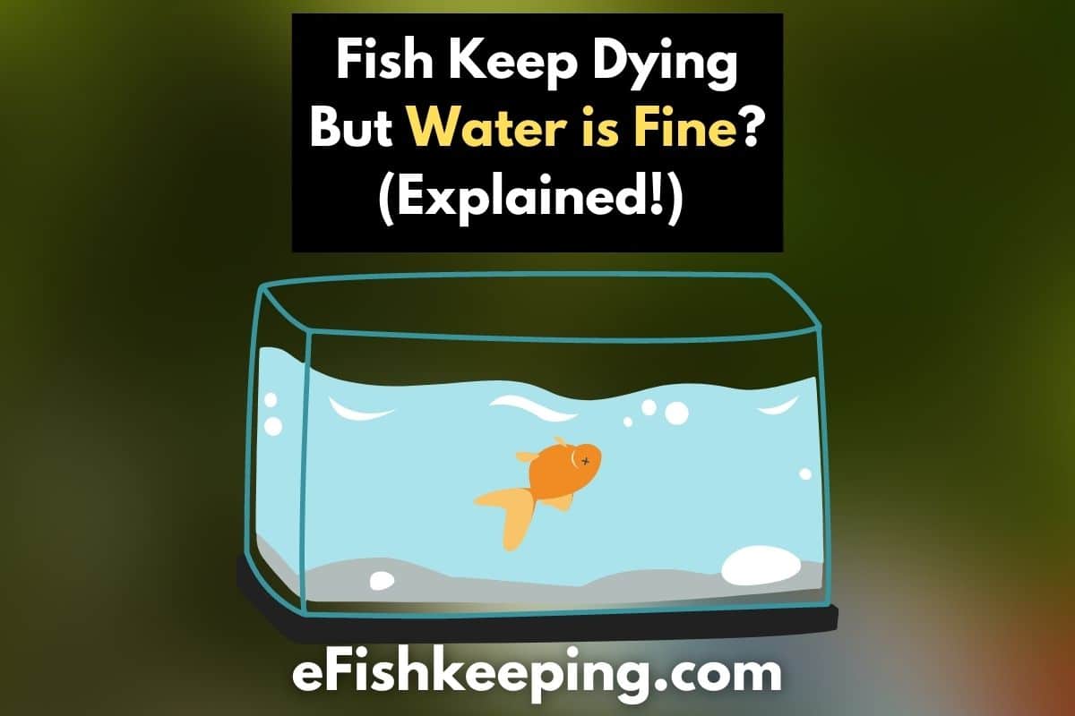 fish-keep-dying-but-water-is-fine-explained