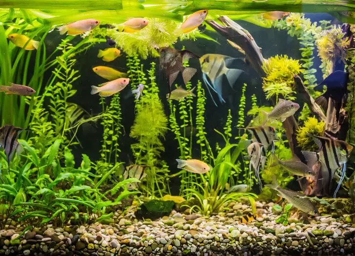 Live Plants Lighting And Fish In A Tank