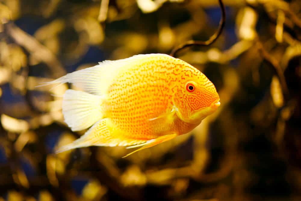 golden-severum-a-blood-parrot-cichlid-tank-mates