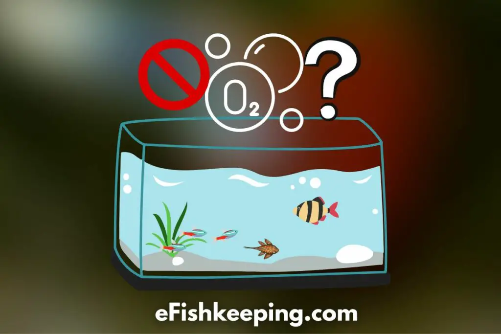 How Long Fish Lives Without Oxygen, Filter, Air Pump?