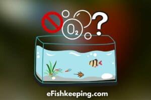 how-long-can-fish-live-without-oxygen-filter-air-pump
