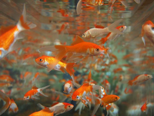 An Overcrowded Fish Tank