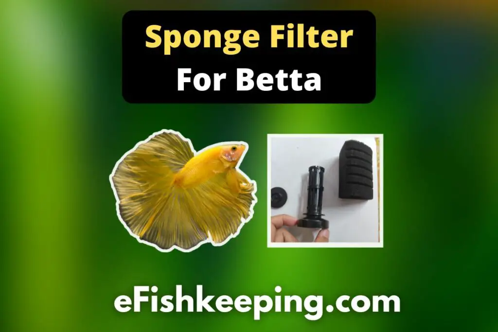 Do Bettas Need Air Pump? (A Helpful Guide!) eFishkeeping