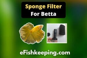 sponge-filter-for-betta