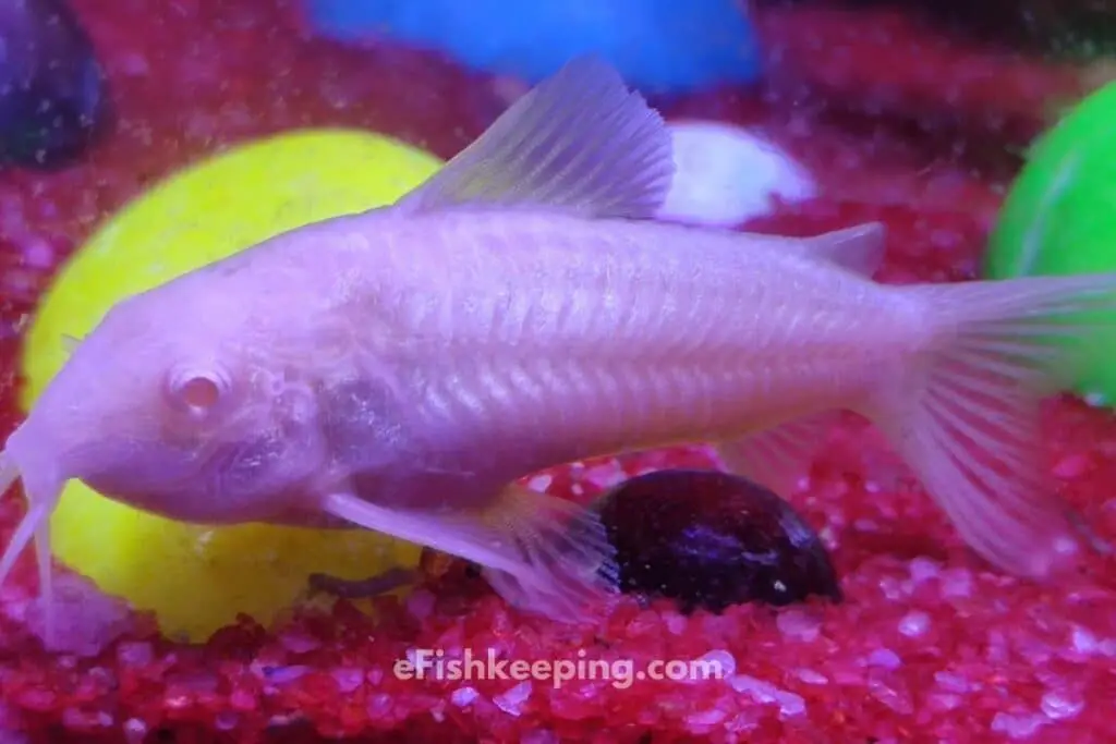 Albino Cory Catfish In A Fish Tank With Gravels In The Background