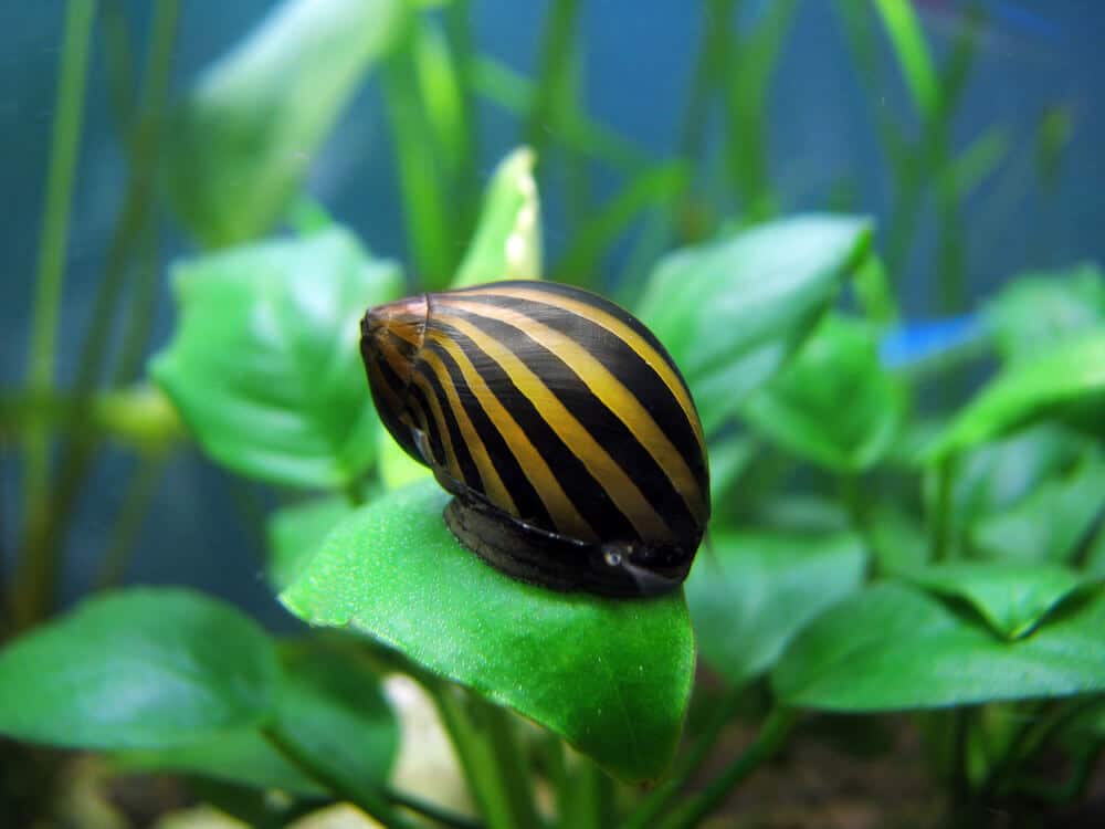 A Nerite Snail On A Plant Leaf In Planted Aquarium
