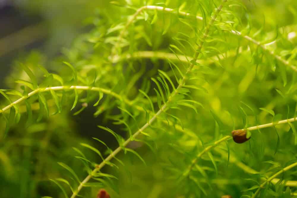 An-Anacharis-Plant-In-An-Aquarium