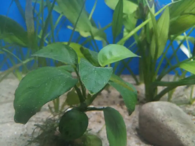 Anubias Need Fertilizers? Top 7 Things You Should Know! - eFishkeeping