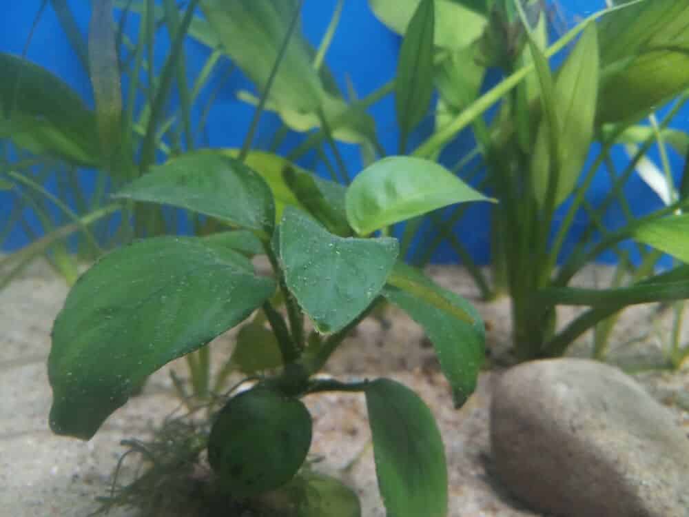 Anubias Plant In An Aquarium