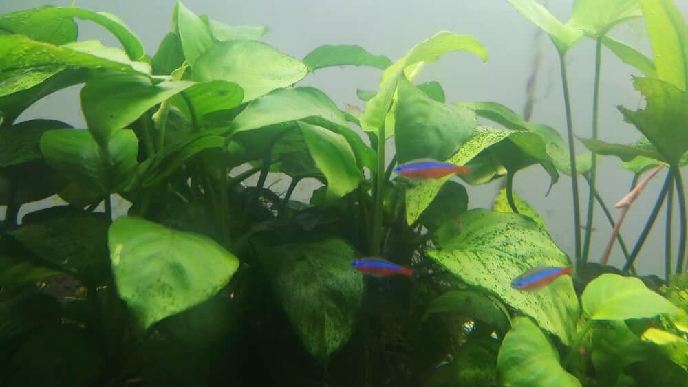 Broad Leaf Anubias Plant With Neon Tetras In An Aquarium