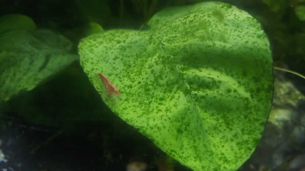 Anubias Aquarium Plant Leaf And Shrimp