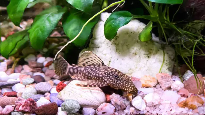 Ancistrus Catfish In A Home freshwater Aquarium With Green Anubias Plant