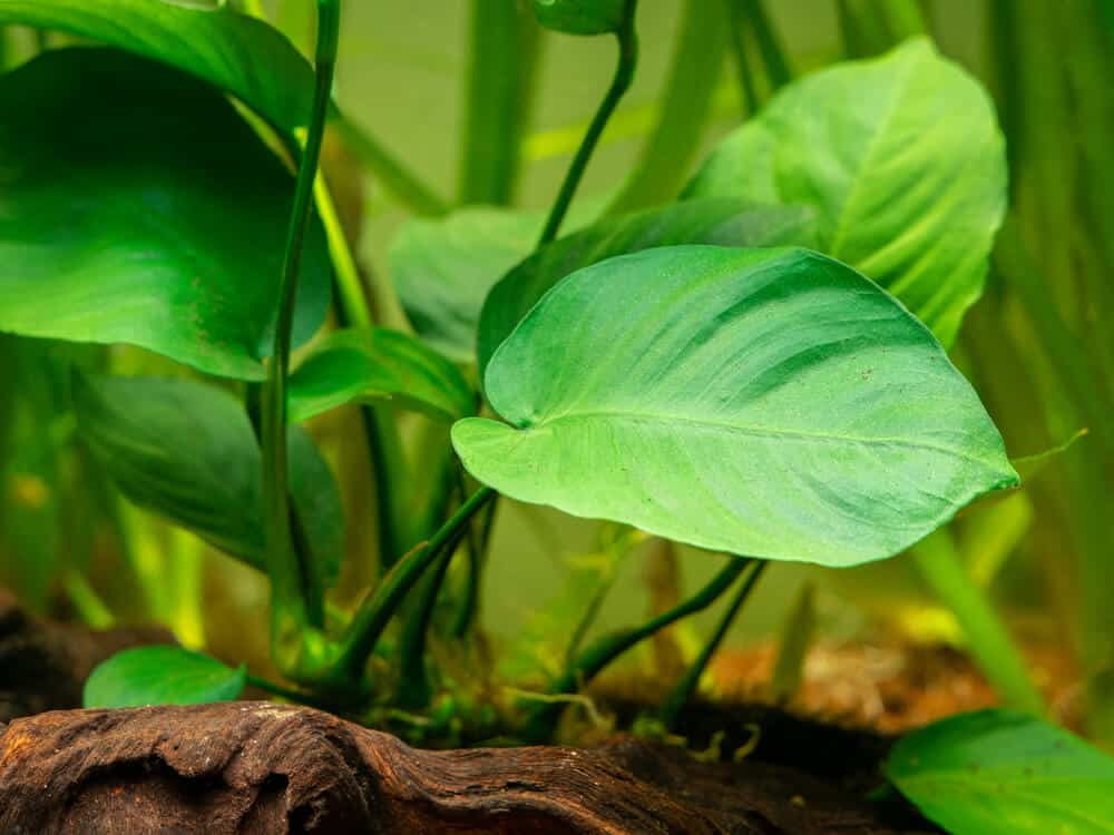 Anubias-Barteri-Plant-In-Aquarium