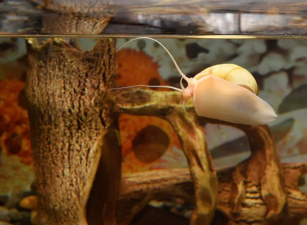 Mystery Snail Crawling On The Fish Tank Glass