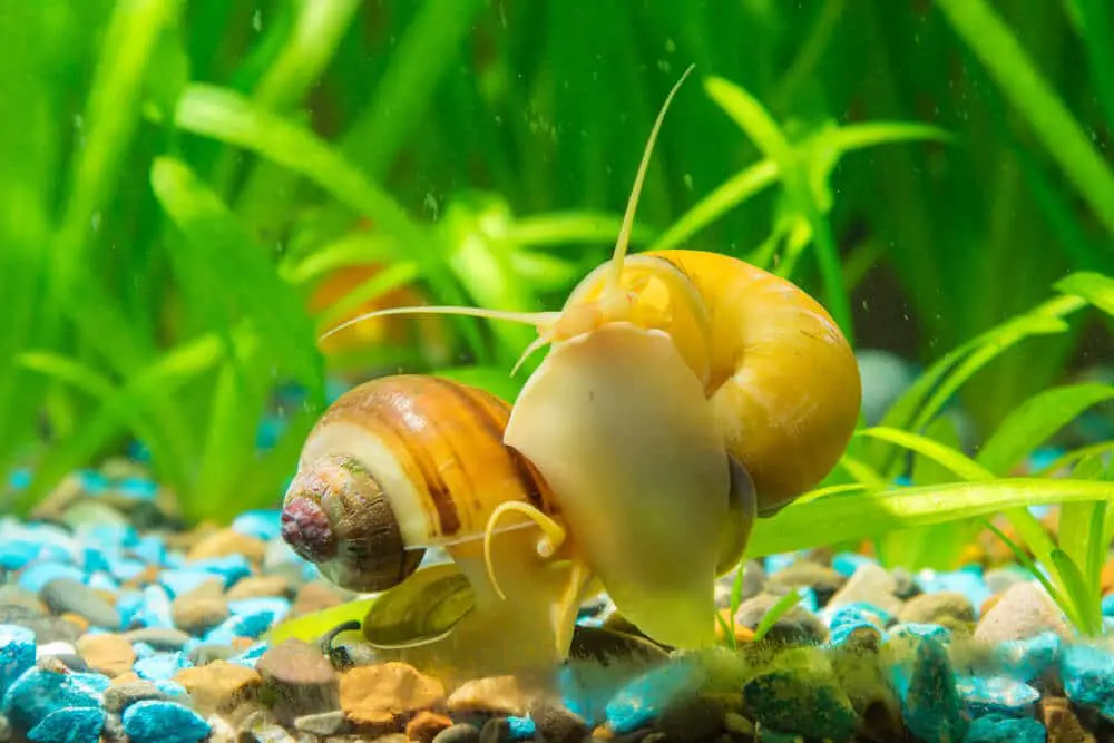 Two Mystery Snails In A Planted Tank