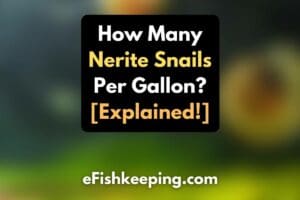 how-many-nerite-snail-per-gallon