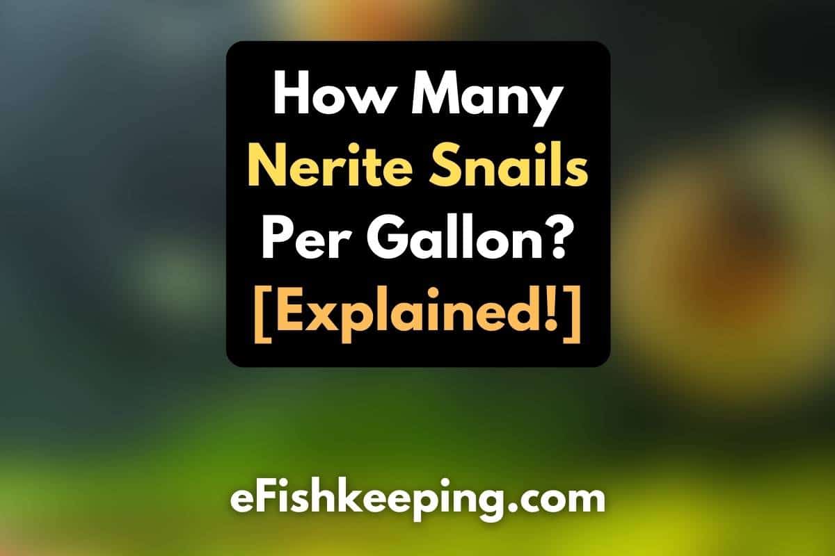 how-many-nerite-snail-per-gallon
