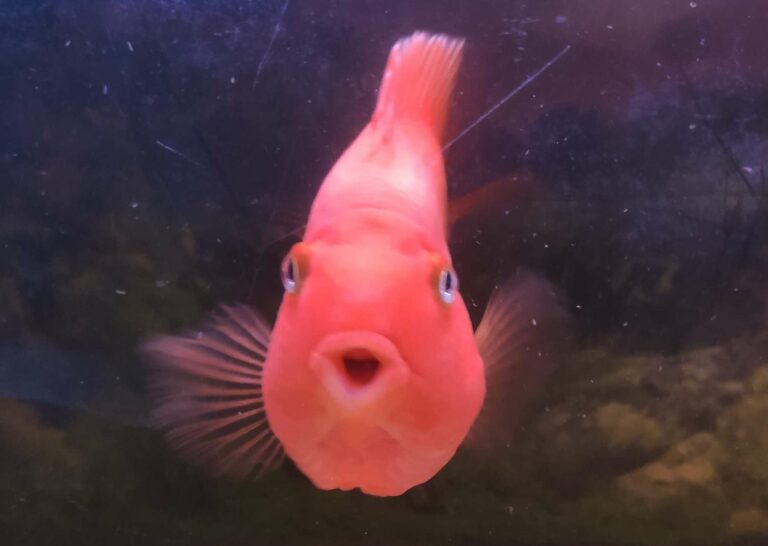 Fish Opening Mouth? (Quick Troubleshooting + Infographic!) eFishkeeping