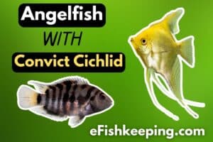 angelfish-with-convict-cichlid