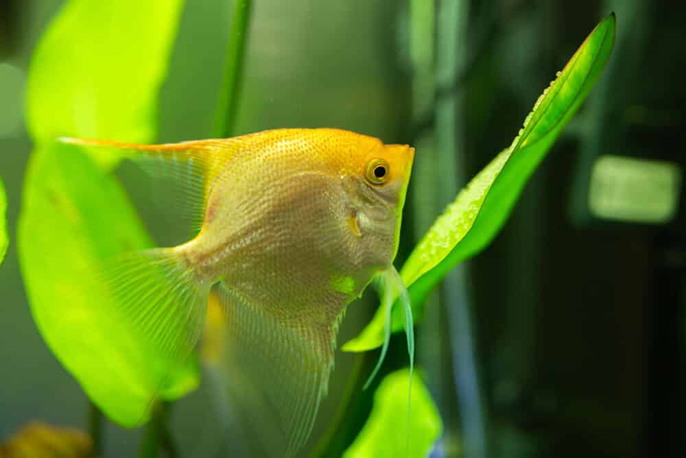 angelfish