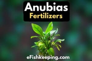do-anubias-need-fertilizers