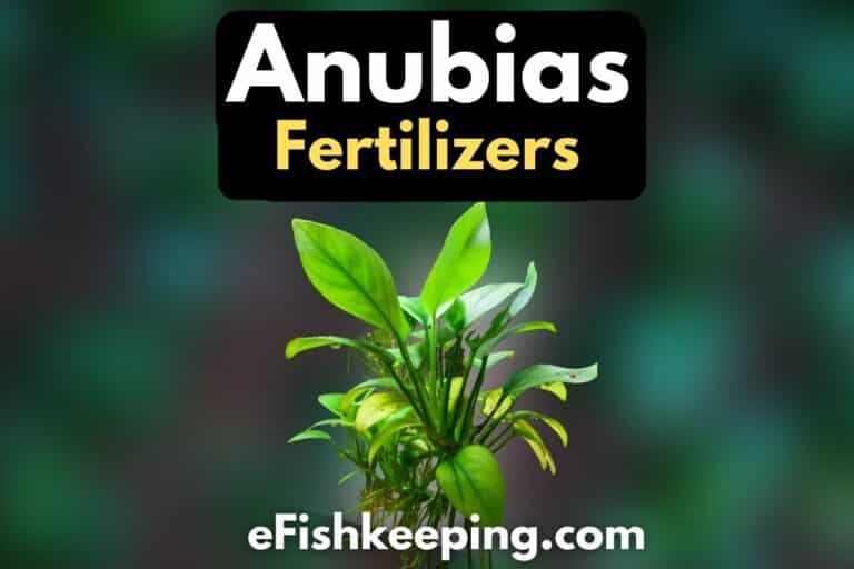 do-anubias-need-fertilizers
