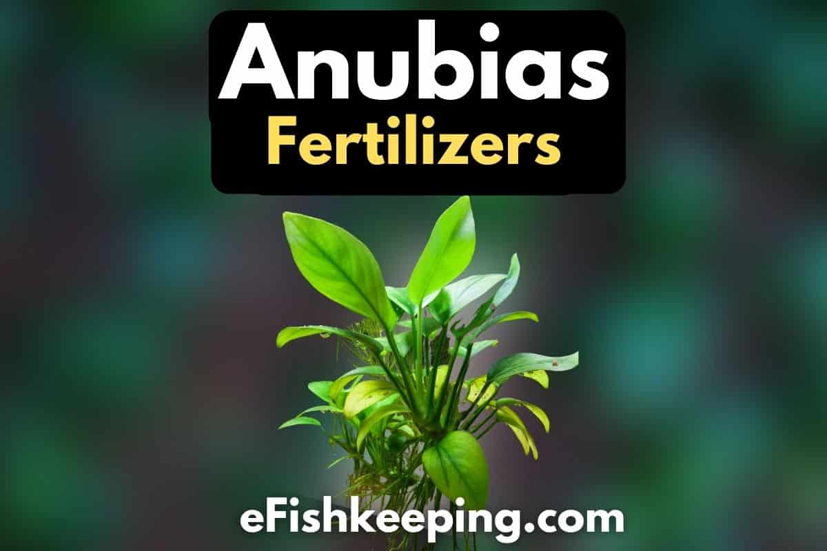 Anubias Need Fertilizers? Top 7 Things You Should Know! - eFishkeeping