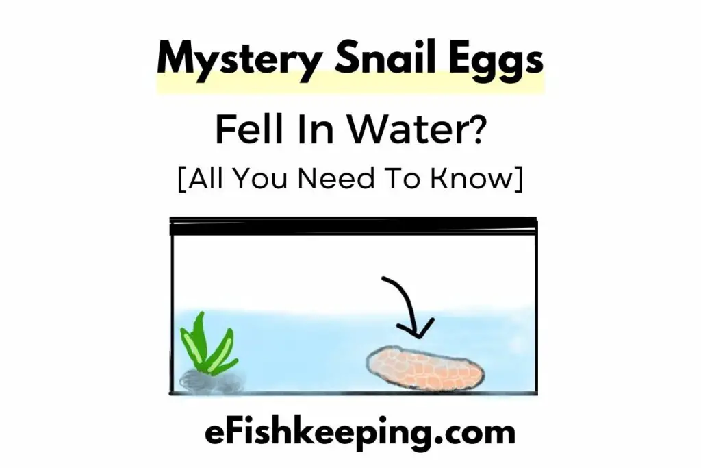 Mystery Snail Eggs Fell In Water? Will They Hatch? Explained!
