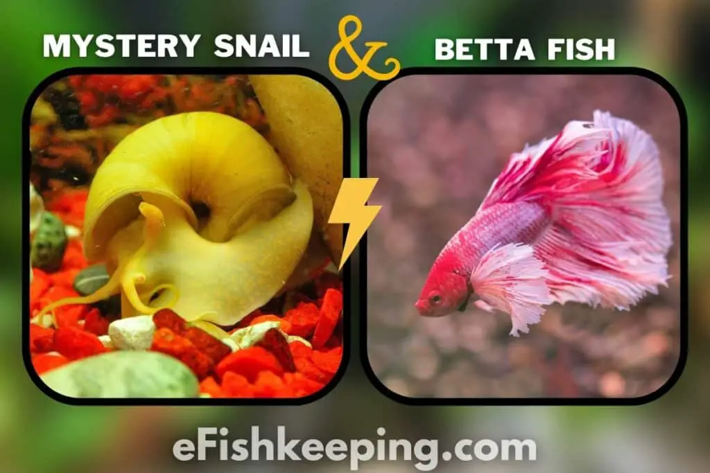 Mystery Snail And Betta Fish