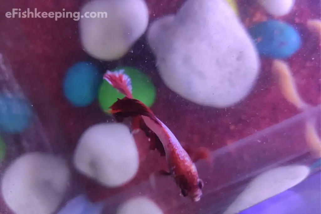 A Top View Of Betta Fish In A Fish Tank With Pebbles And Rocks