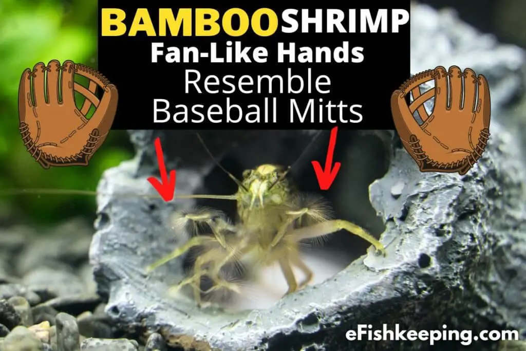 The-Bamboo-Shrimp-Fan-Like-Appendages-Resemblance-With-Baseball-Mitt-Demonstration