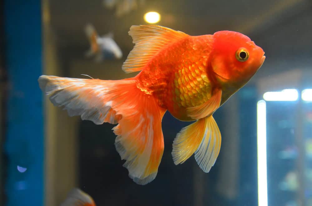 Goldfish-Swimming-In-A-Fish-Tank