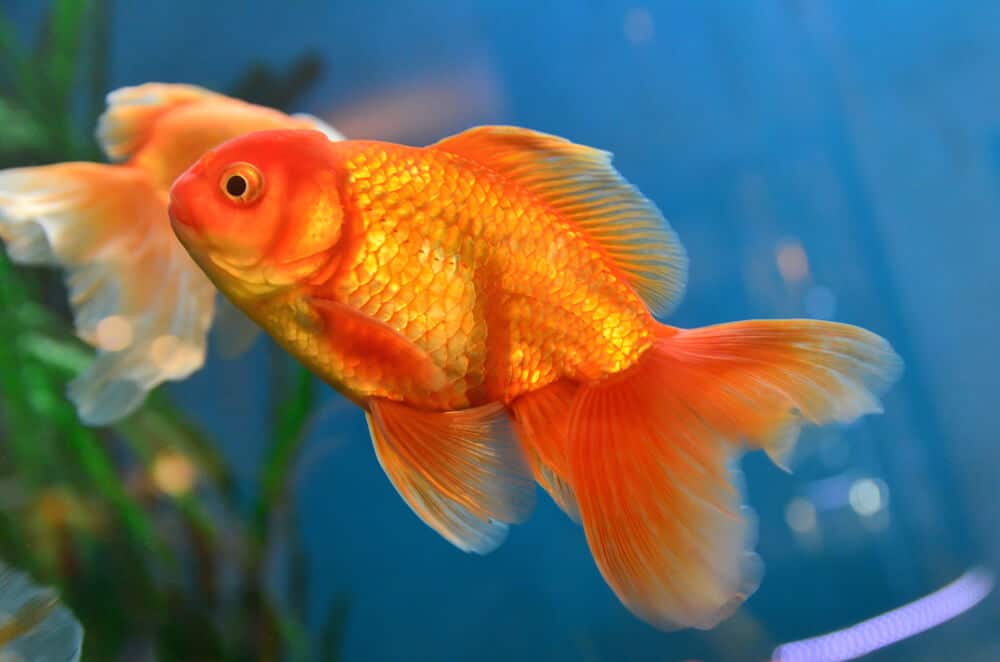 Explained Do Goldfish Need A Heater? [Temperature Guide] eFishkeeping