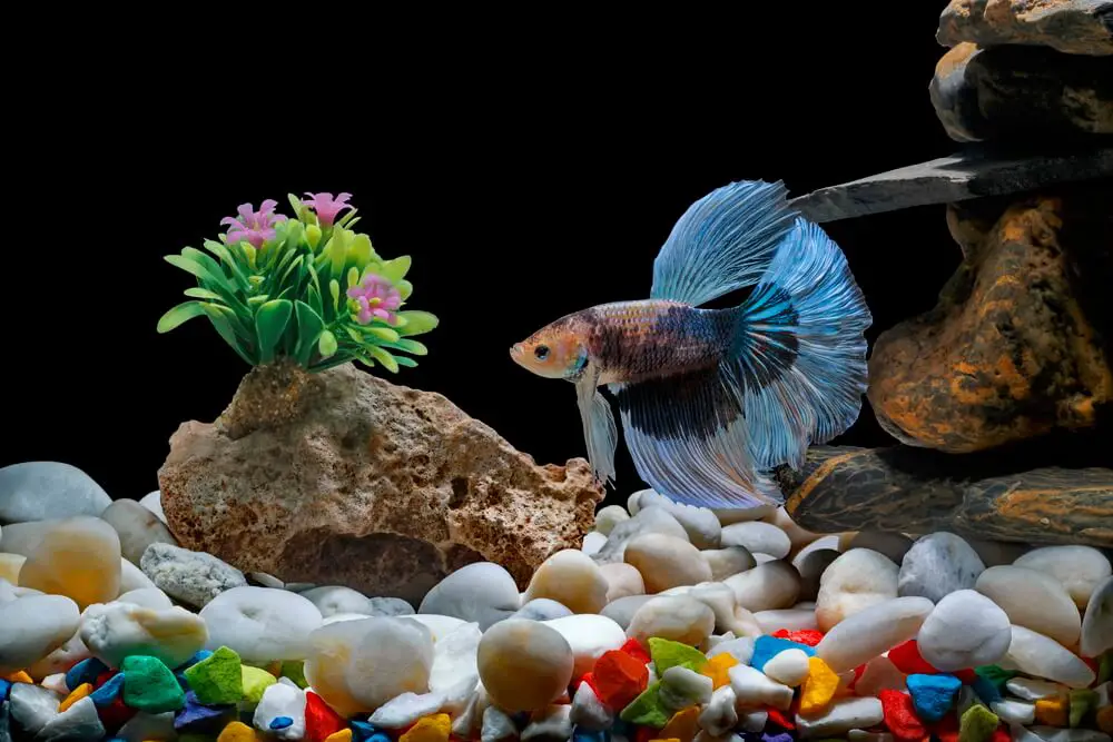 Betta-Fish-In-A-Decorated-Fish-Tank