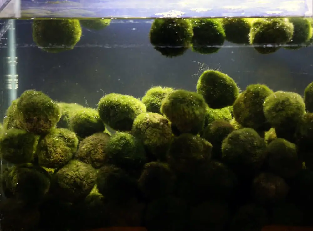 Large-Moss-Balls-In-A-Low-Light-Fish-Tank