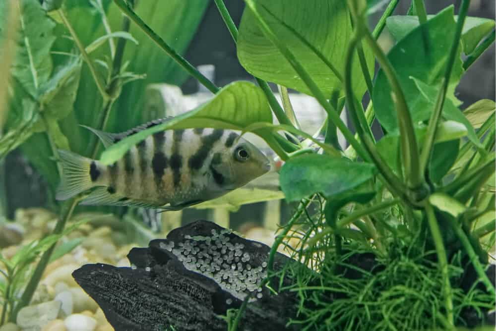 Convict-Cichlid-Protecting-Her-Eggs-From-Predators-In-An-Aquarium