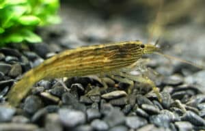 What Do Bamboo Shrimps Eat? How? [Explained!]