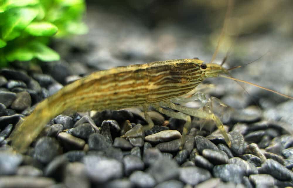 Close-Up-View-Of-Bamboo-Shrimp-In-Aquarium-Searching-For-Food