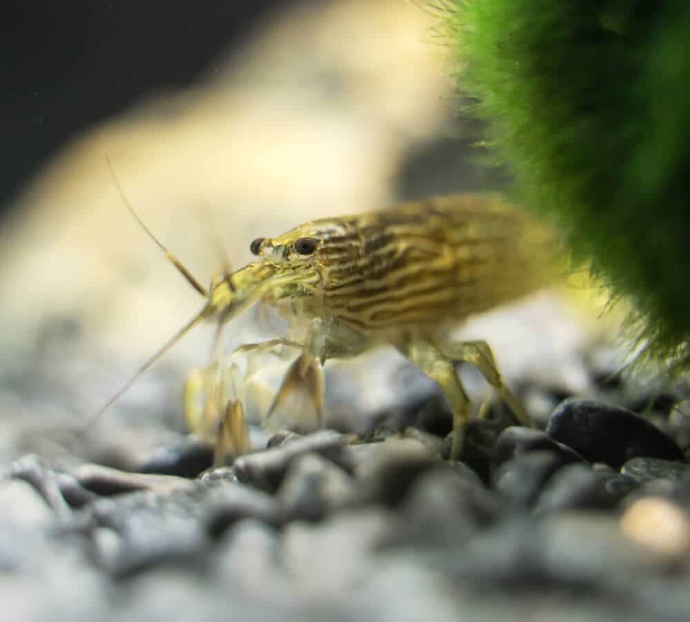 Bamboo-Shrimp-With-Moss-Ball-In-Fish-Tank-With-Black-Gravels