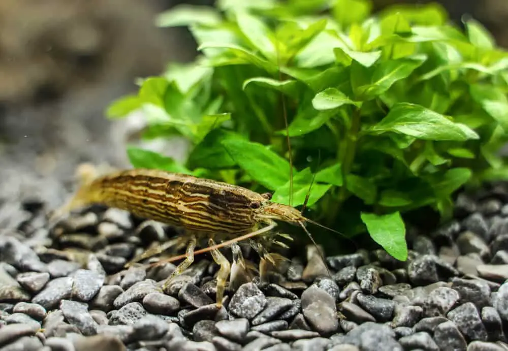 Bamboo-Shrimp-Near-Plants-in-Aquarium-Searching-For-The-Right-Spot
