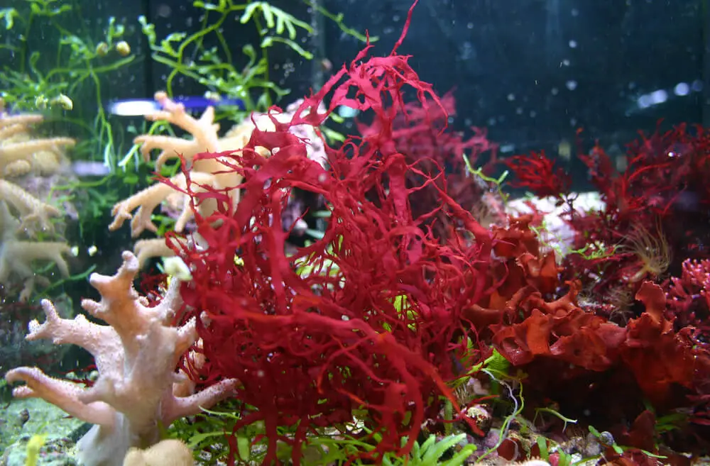 Red-Algae-Tropical