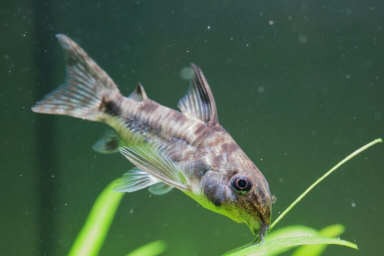 Cory Catfish Happiness Guide Every Cory Keeper Must Read! - eFishkeeping