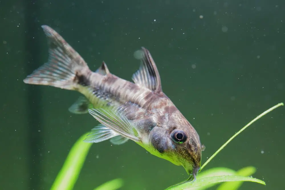 A Peppered Cory Catfish In A Planted Fish Tank